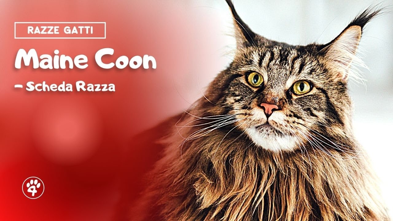 Maine Coon - Scheda Razza | Amoreaquattrozampe.it