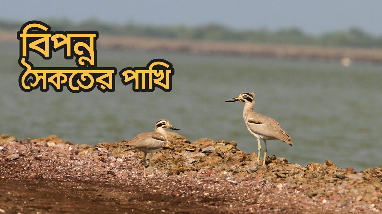 বিপন্ন সৈকতের পাখি | Endangered Shorebirds | Episode 333 | by Nature and Life