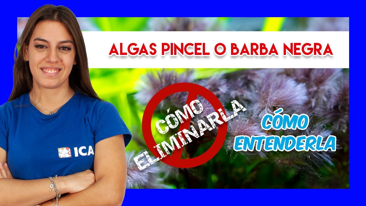 ALGA PINCEL O ALGA BARBA en el ACUARIO de agua dulce - Cómo identificarla y eliminarla ❌