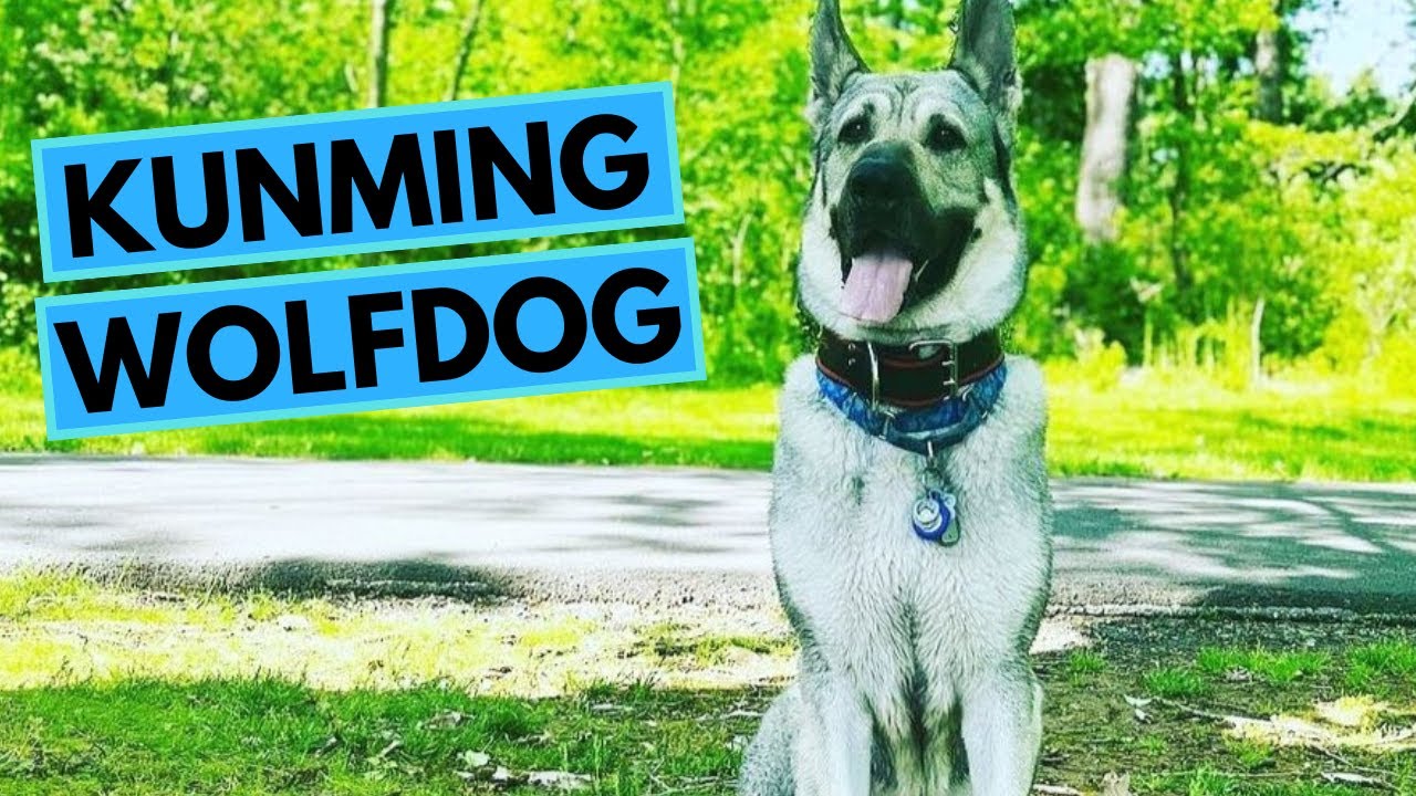 Kunming Wolfdog - TOP 10 Interesting Facts