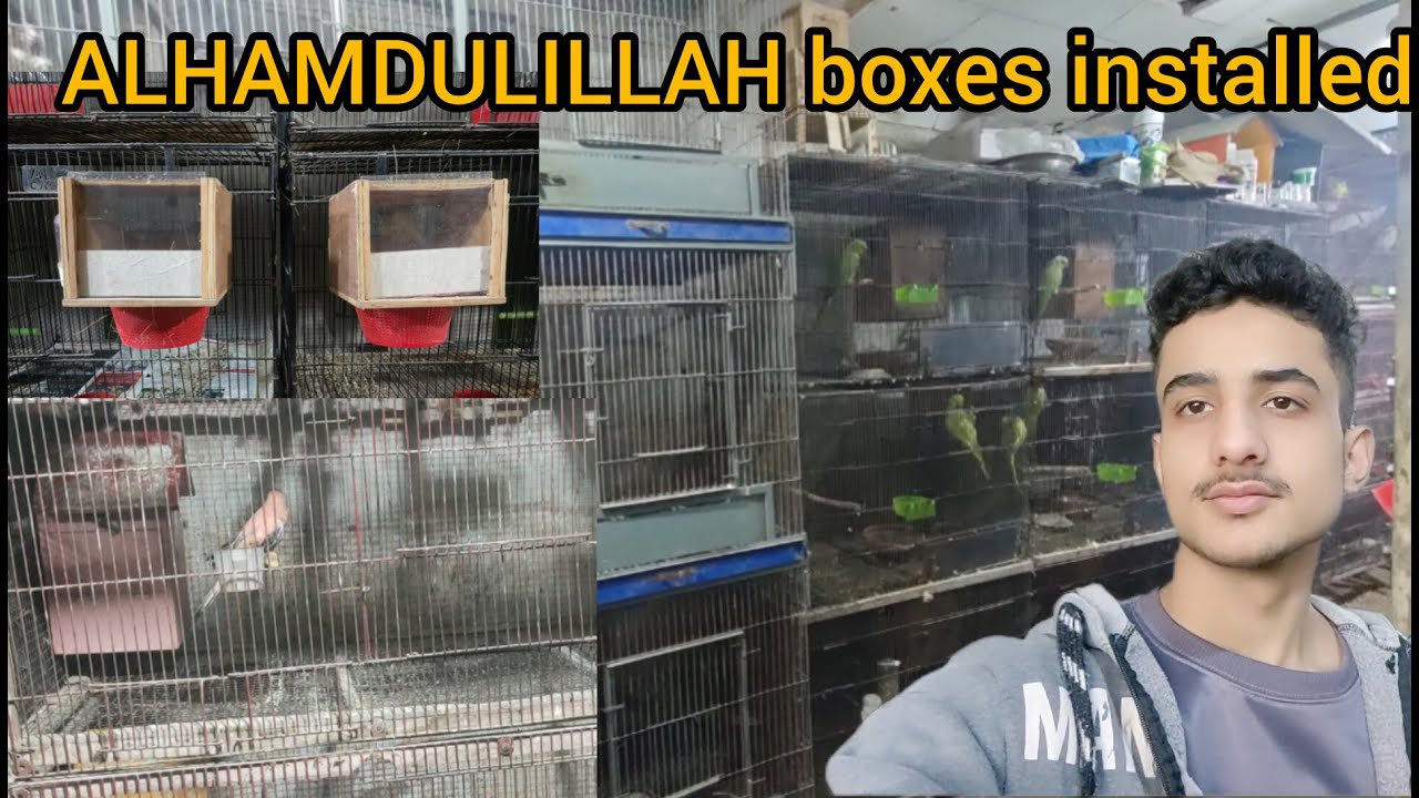 Alhamdulillah boxes installed to all pairs|| why I am using these type of boxes for my finch||.