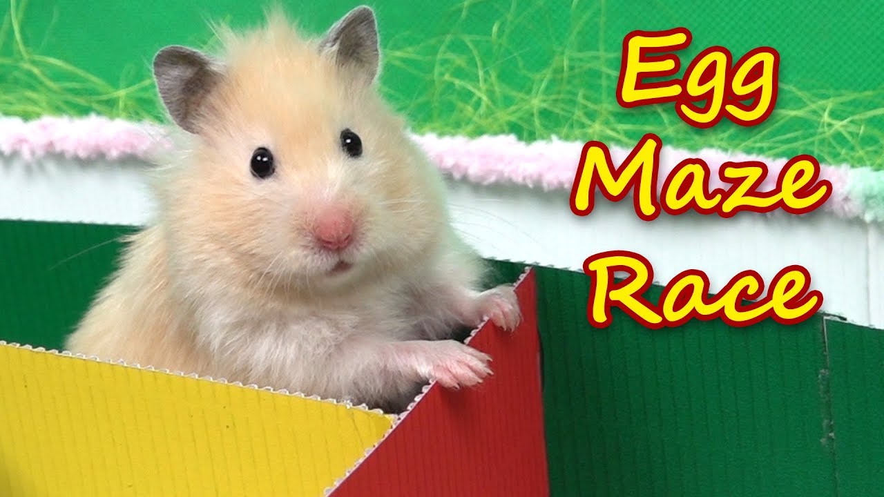 Hamsters Escape from Egg Maze - Hamster Race!