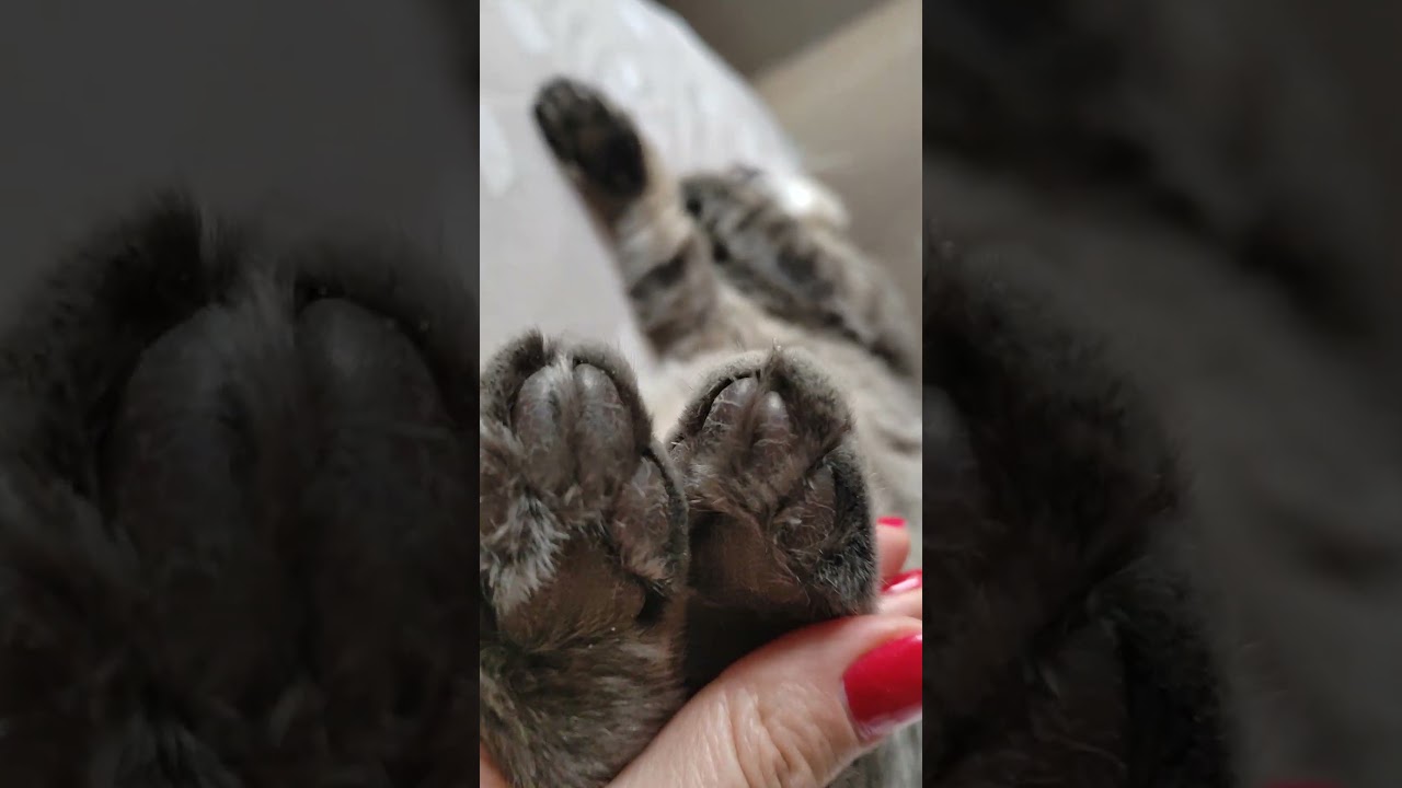 #ямурсик #видосыоткота #кот #cat #котик #моякошка