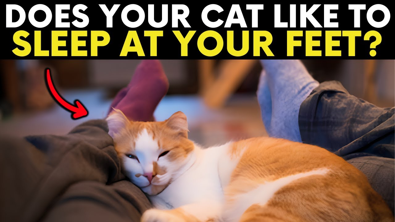 If Your Cat Sleeps At Your Feet, They Are Trying To Tell You This&hellip;
