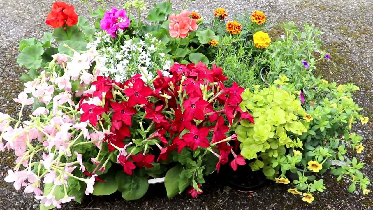 Glad Mors Dag Sverige | Mother's Day Present | Mother's Day In Sweden