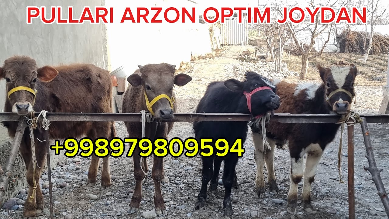 sifatlik buqalar bizda arzon