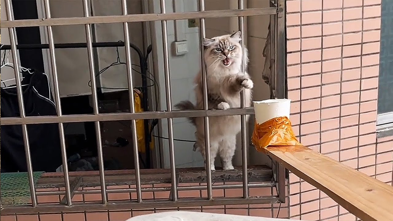 獨守空房的貓叫聲嘶啞，女子好心隔空投餵