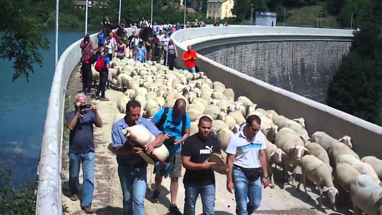 Transumanza Amatrice 2013 passaggio alla diga di Scandarello