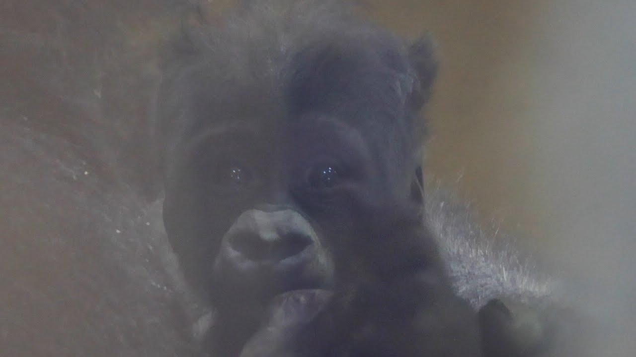 アップで見る赤ちゃんゴリラが可愛すぎた｜京都市動物園｜撮影日2026.2.3｜【きょうのゴリラ】