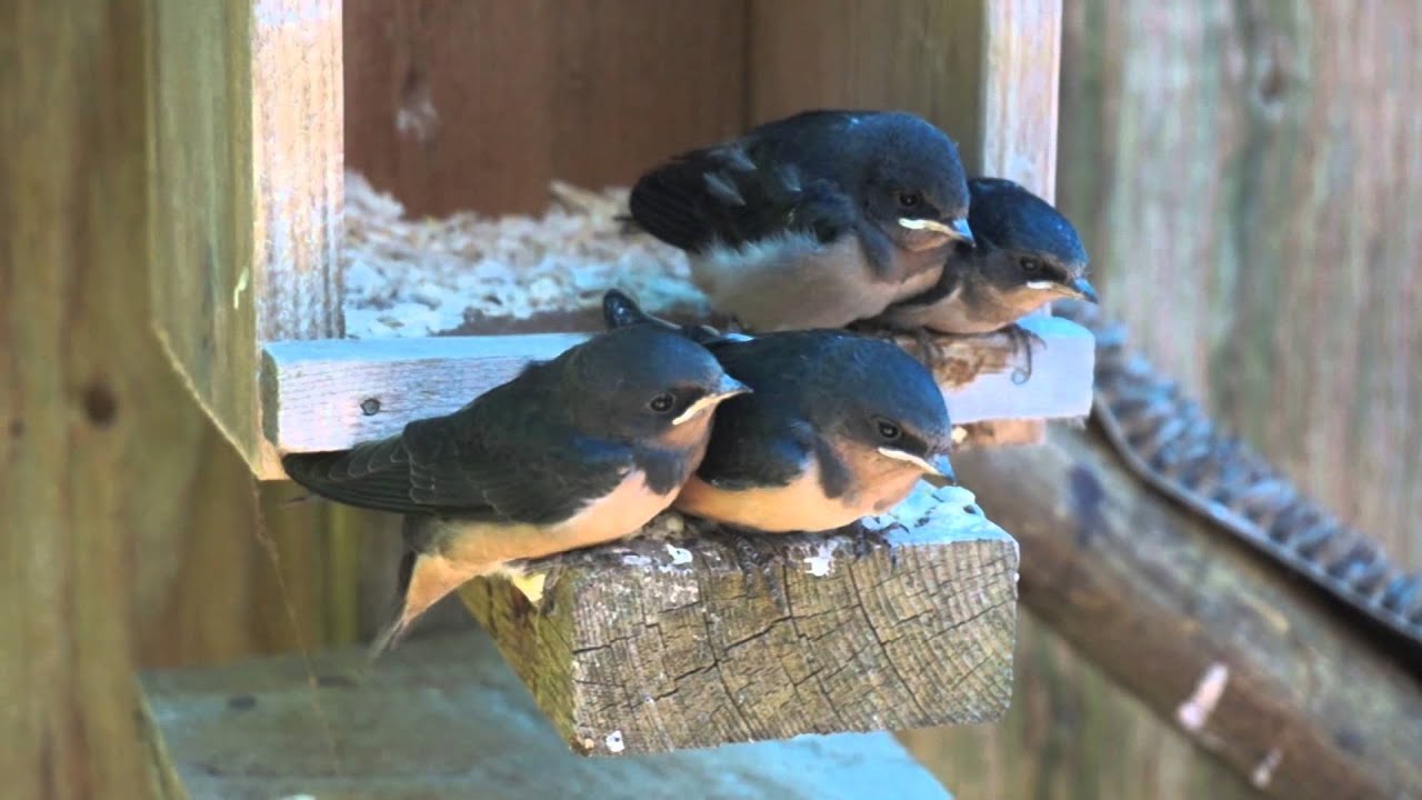 Baby Barn Swallows