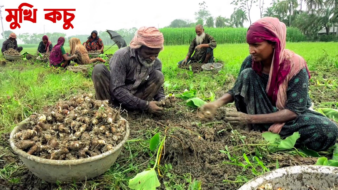 যশোরের মুখি কচু || Panorama Documentary
