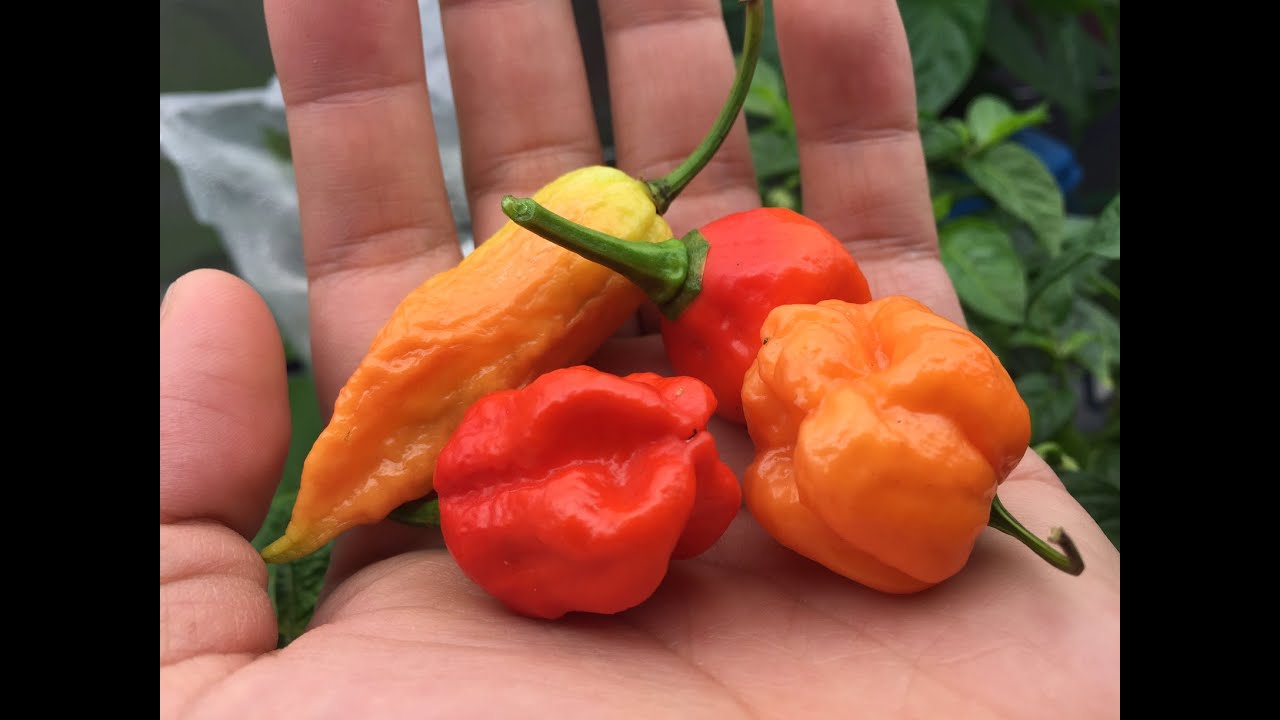 How to Breed Peppers - Cross Pollinating to Create a New Variety.
