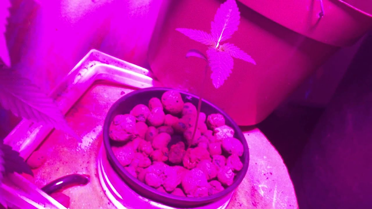 CBD Cookies Week 2 Day 1