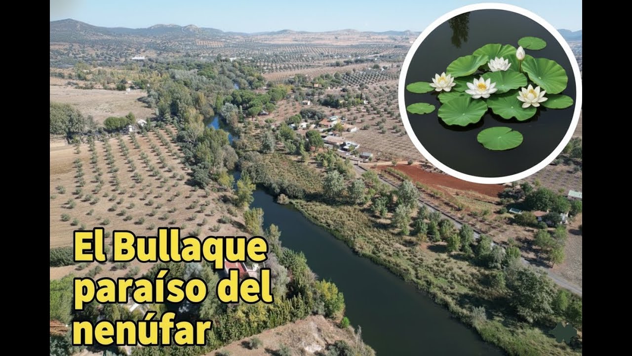 Nen&uacute;fares en el r&iacute;o Bullaque. Piedrabuena