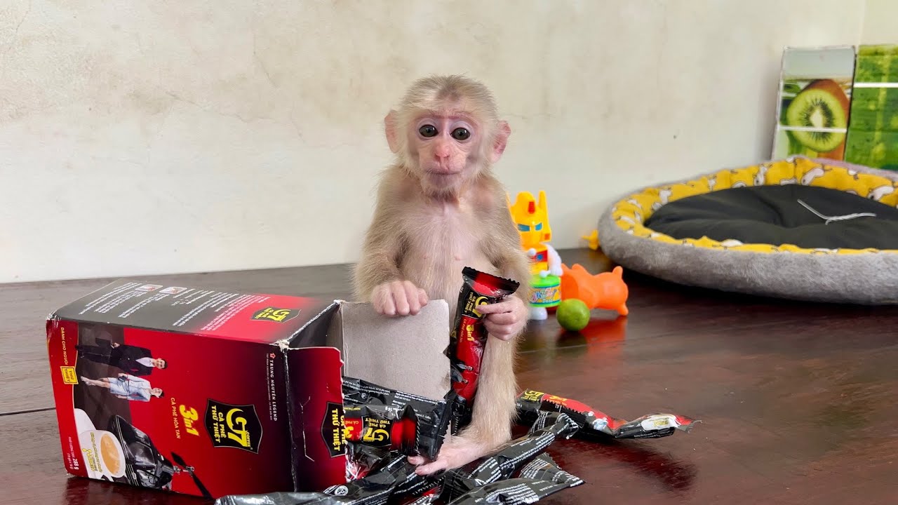 Monkey Abi wants to drink mom coffee