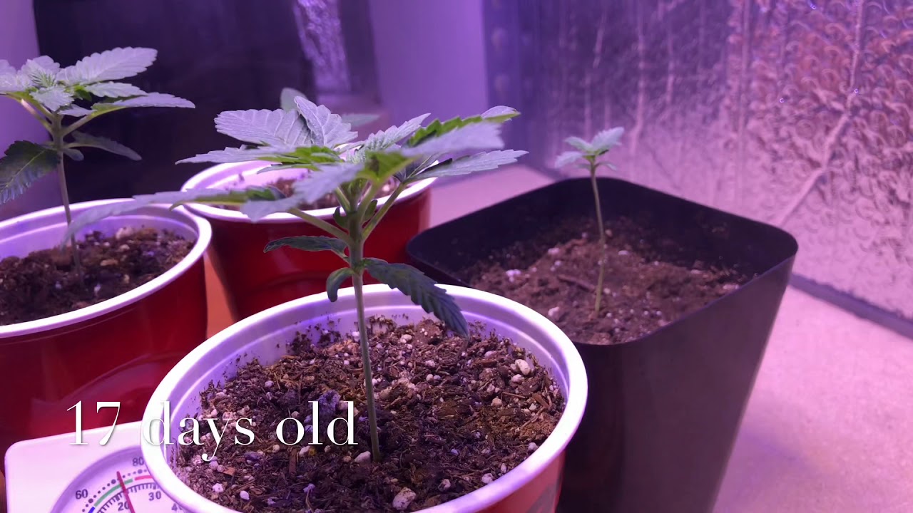 Indoor cannabis grow (gelato strain , Green Crack