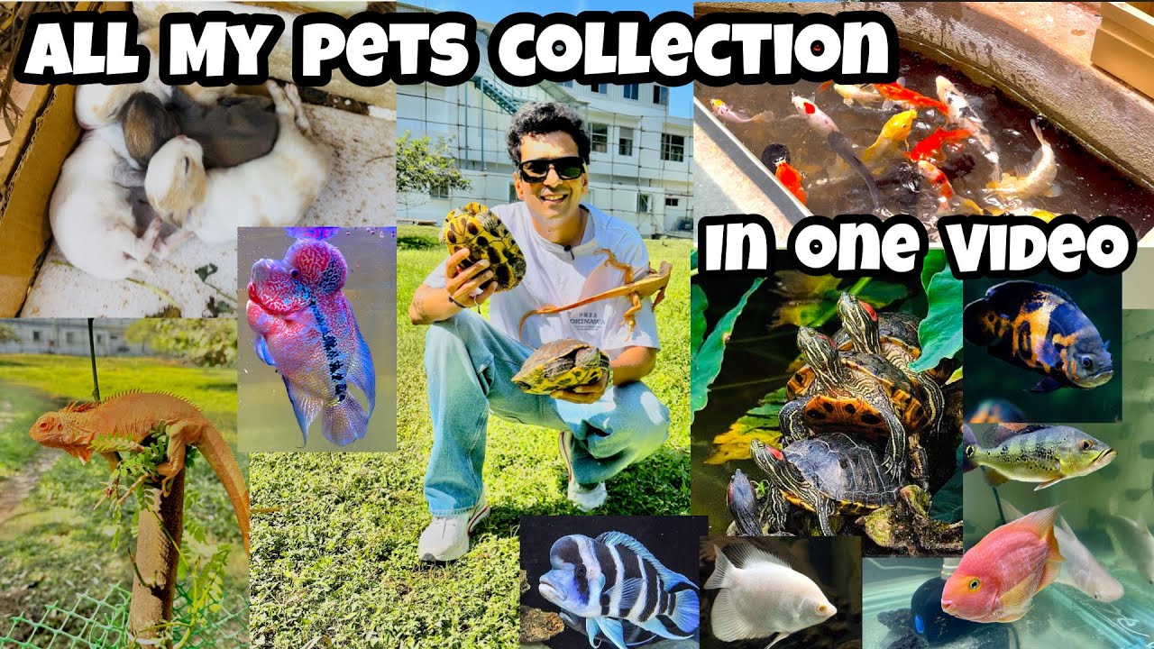 *My whole Fish collection* | India Aqua Boy Fish & Turtle collection | Pets collection
