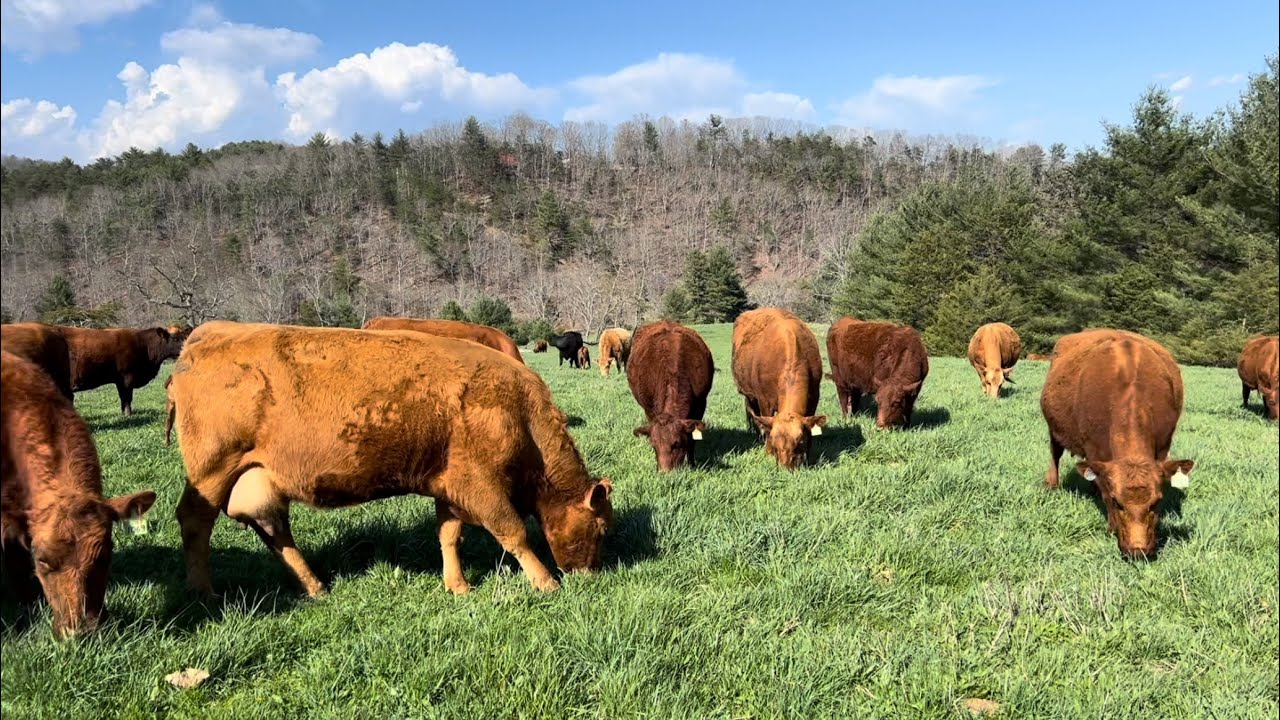 South Poll Cattle Move