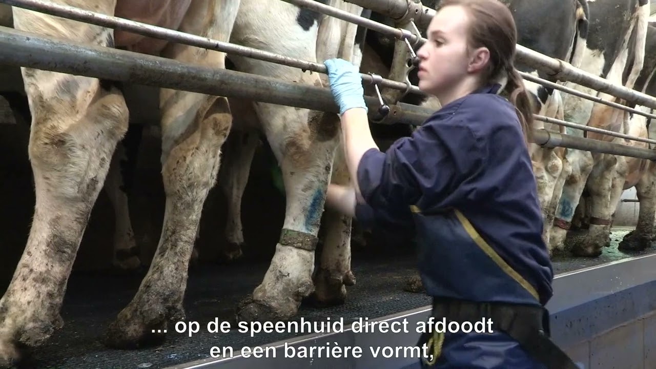 Samen voor Gezonde Uiers: Mastitis door Streptococcus uberis (SUB) aanpakken en voorkomen