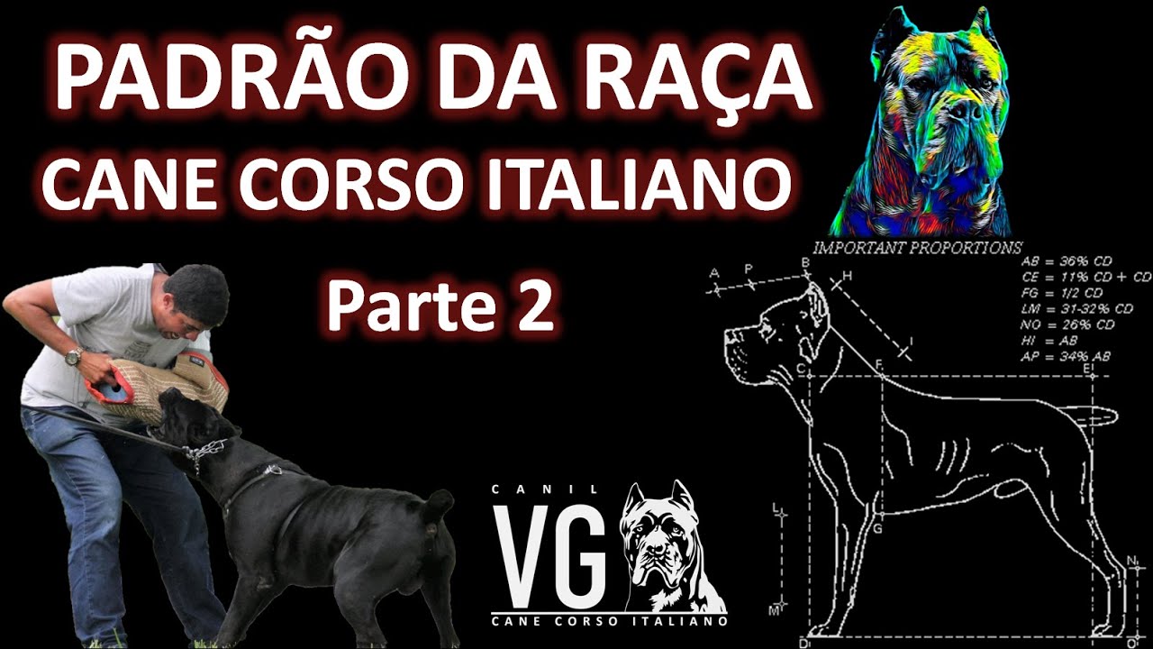 Padr&atilde;o da ra&ccedil;a Cane Corso Italiano - parte 2 - Canil VG