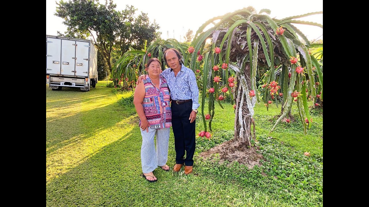 Paj Txos Thoj Hmong Australia My backyard 2024