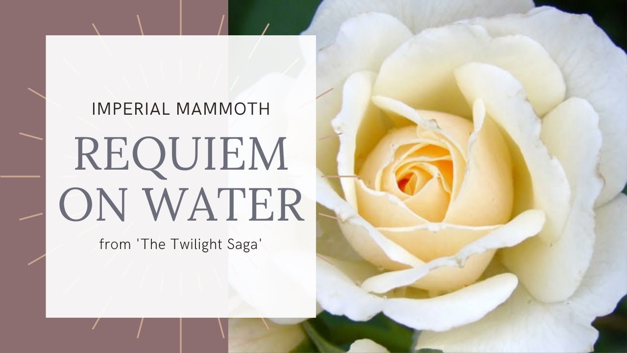 Naomi Hoffmeyer | Requiem on Water - Imperial Mammoth, from The Twilight Saga (Harp Cover)