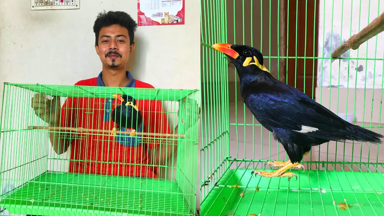 বিক্রীত | Sold: ১৭ ধরনের শব্দ ও কথা বলতে পারা একটি পাহাড়ি ময়না | পেটস | Pets