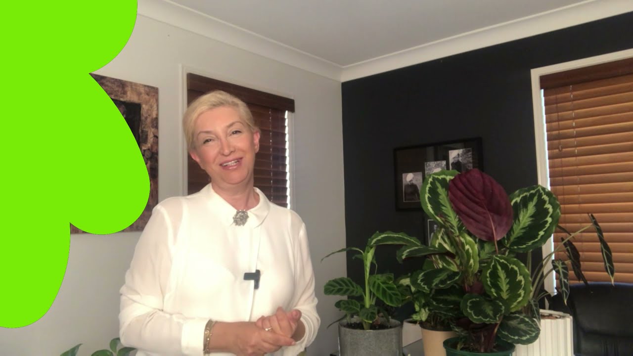 KALATYA DUA ÇİÇEĞİ MARANTA CALATHEA BAKIMI VE PÜF NOKTALARI