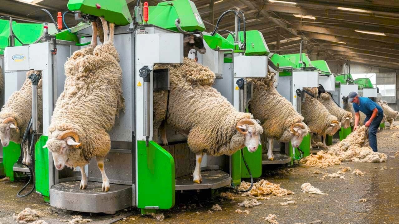 QUESTO AGRICOLTORE GUADAGNA 2,7 MILIONI DI DOLLARI ALL'ANNO CON MACCHINARI MODERNI  GUARDA COME FUNZ