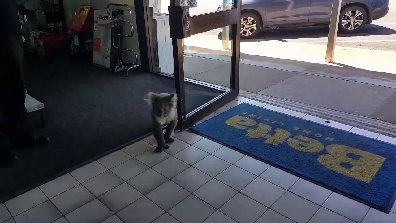 Koala Wanders Into Electrical Store and Becomes Confused by Glass Windows