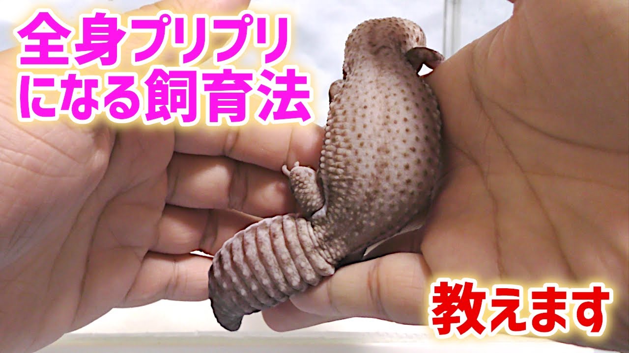 【レオパ】全身プリプリになる飼育法【ニシアフ】