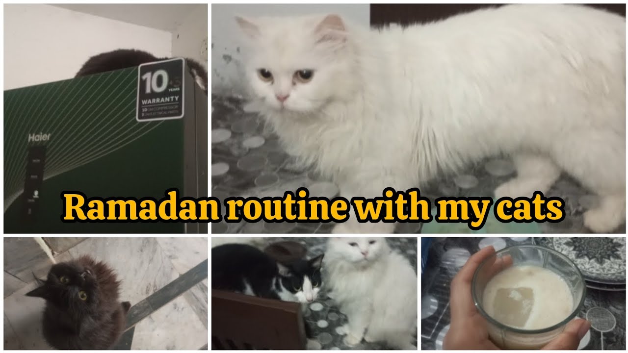 Ramadan day 19 with my cats💫 || Suhoor to Aftar routine with my cats☺ || Yh bacho ne kiya seekh liya