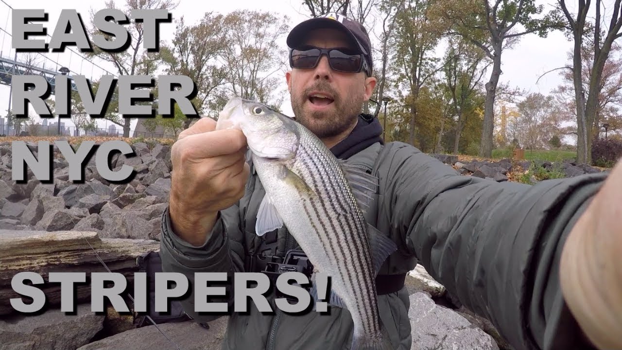 EAST RIVER NYC STRIPERS!