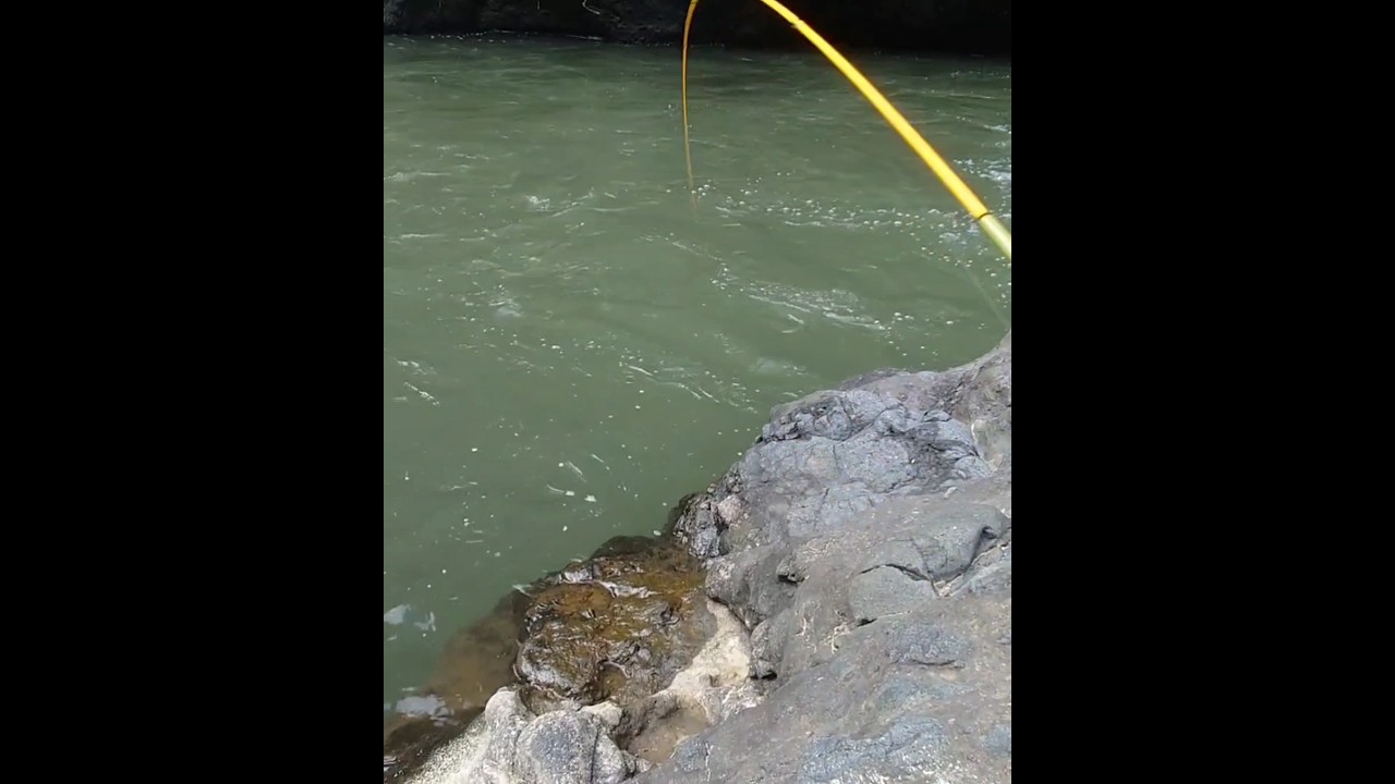 mancing melem atau nilem dengan teknik nutul di arus deras 10