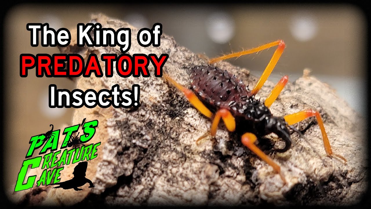 The Coolest Predatory insect? Horrid King Assassin Bug nymphs, Psytalla horrida