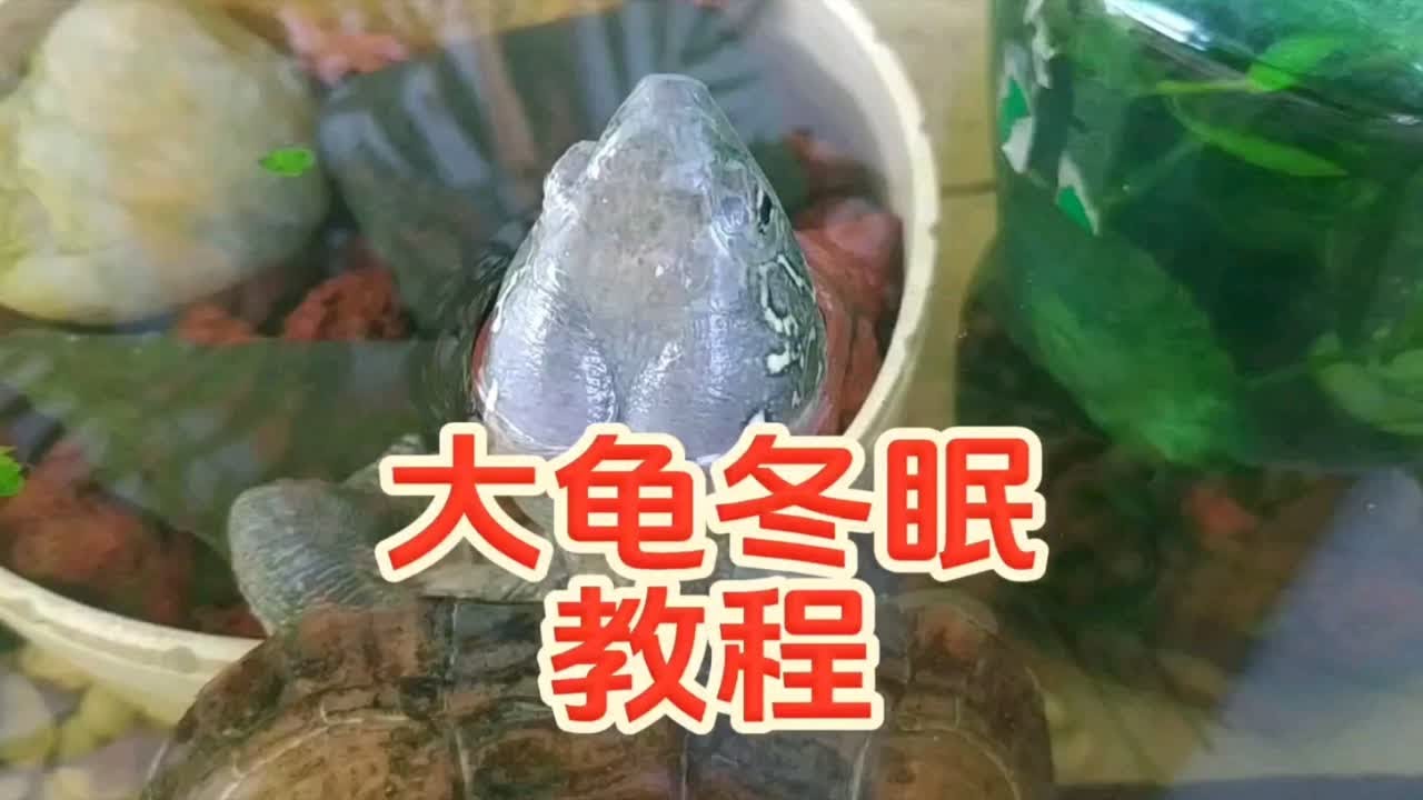 别再贩卖焦虑了！大龟冬眠其实很简单！一个视频解决大乌龟冬眠疑问，亚成龟和成龟冬眠方法注意事项教程。乌龟不冬眠会怎么样？不冬眠减少寿命、影响繁殖和品相，别听这些扯