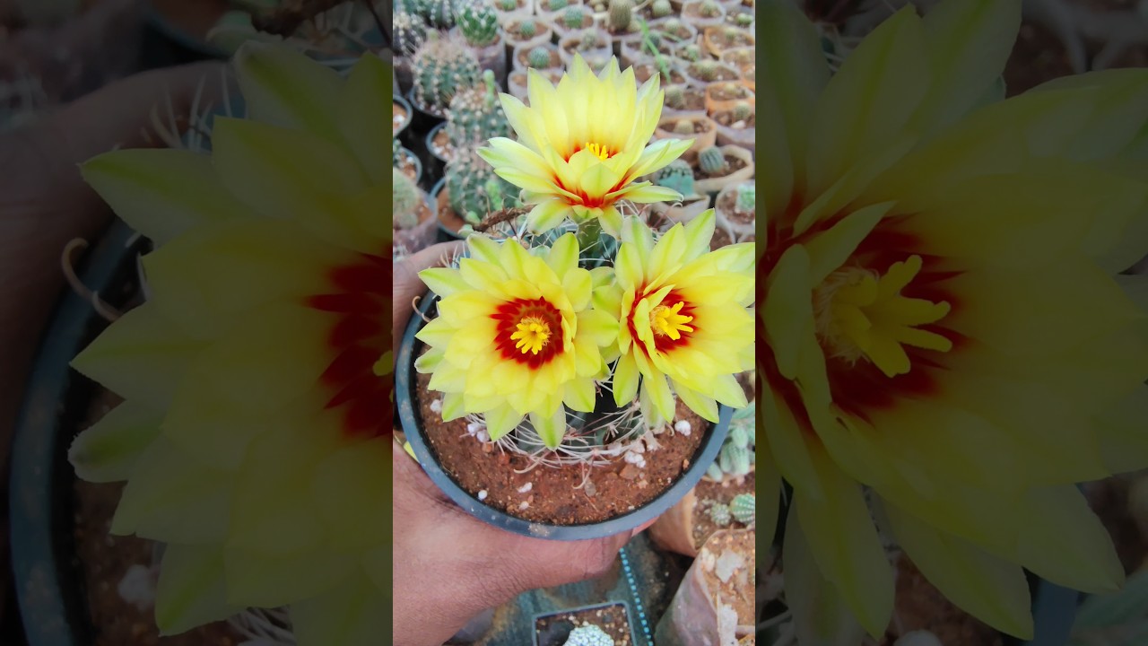 cactus🌵succulent, exotic indoor collection available for sale 🌱#plants #cactus#indoorplants