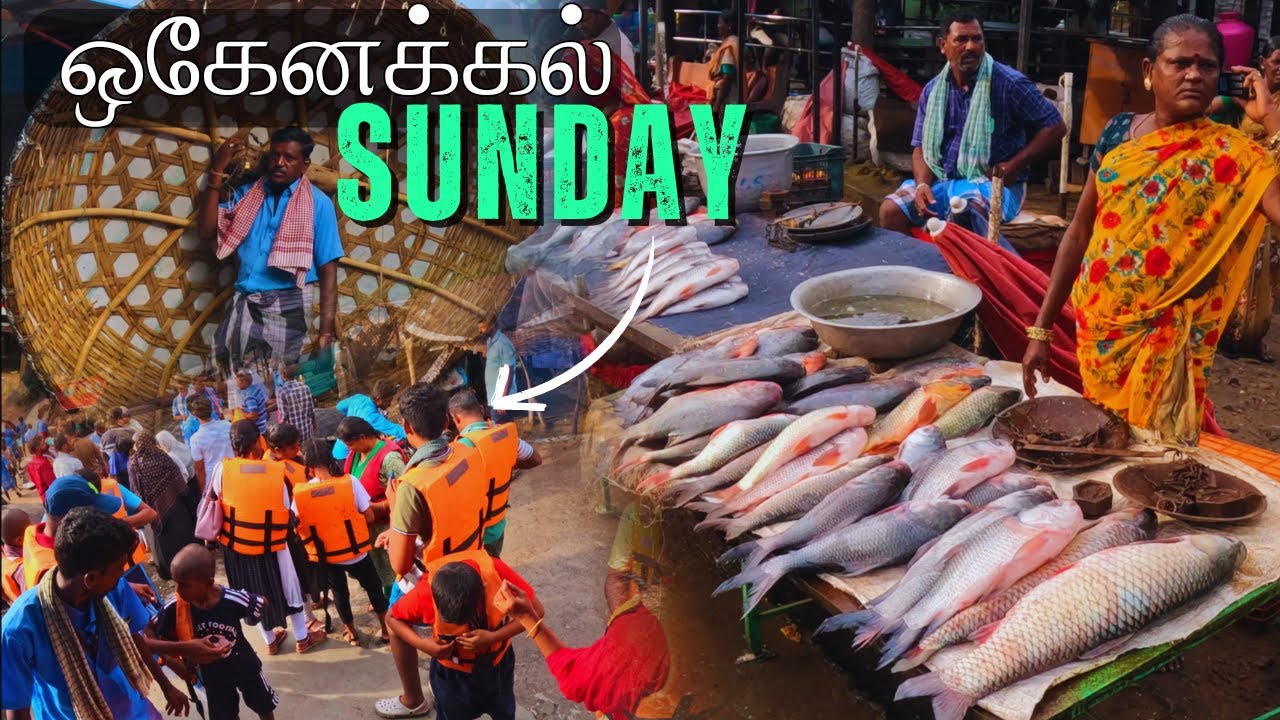 ✅Hogenakkal Sunday🌤️ Fish Market 🐠🤳Vlog | Boating Update😰⁉️ #fishmarket #hogenakkalfalls #travel