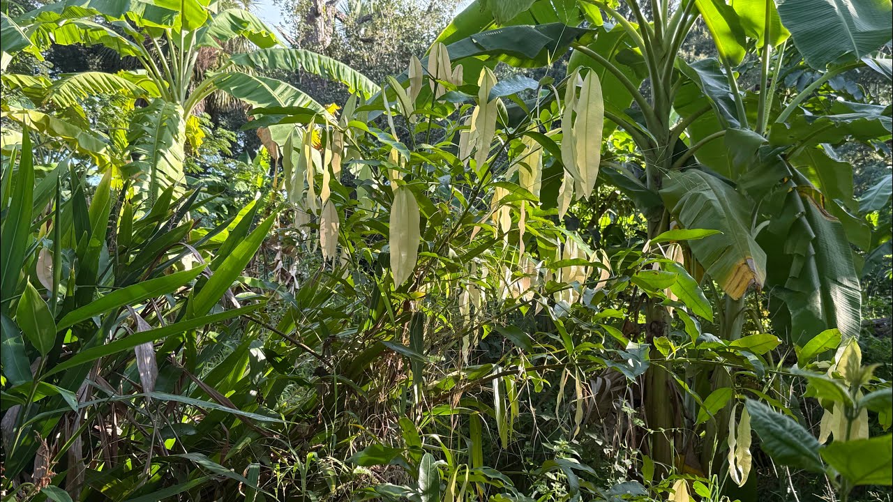 Achachairu Fruits Six Months Per Year | 10/1/24