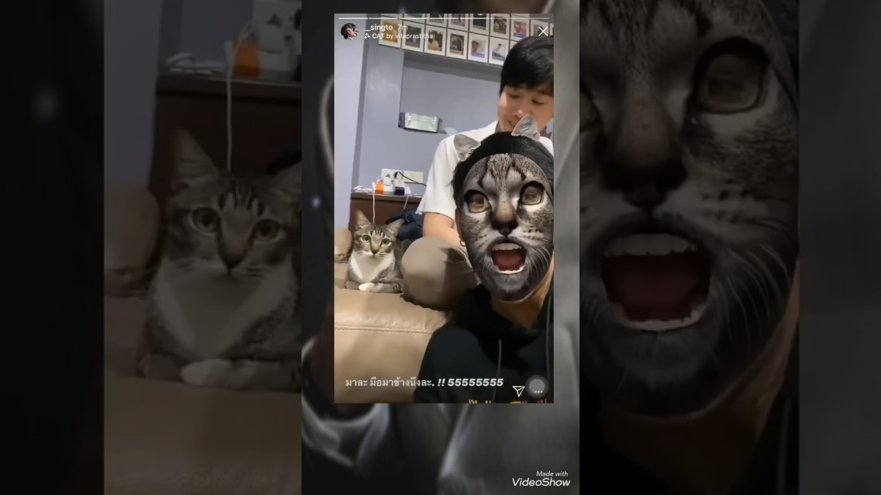 KristSingto: The one who love cat