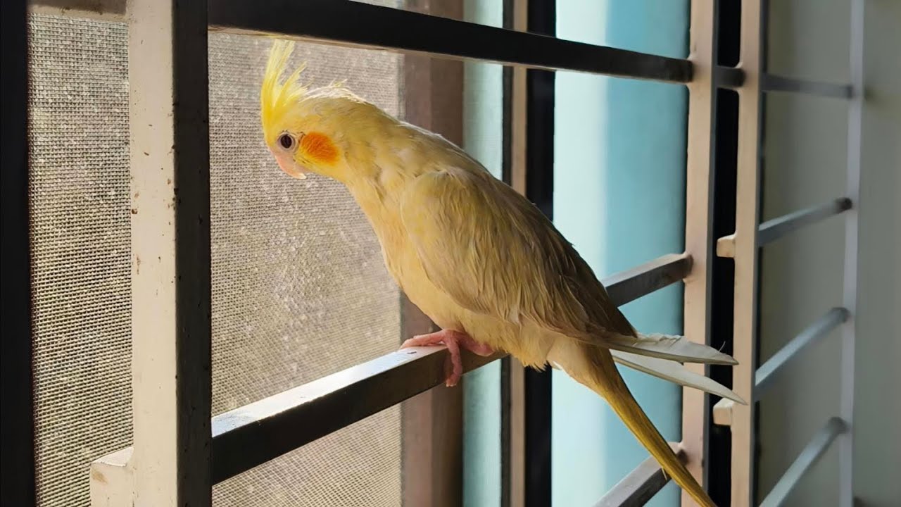 The true love feeling. #love #birds #people #viral #emotional #emotions #pets 