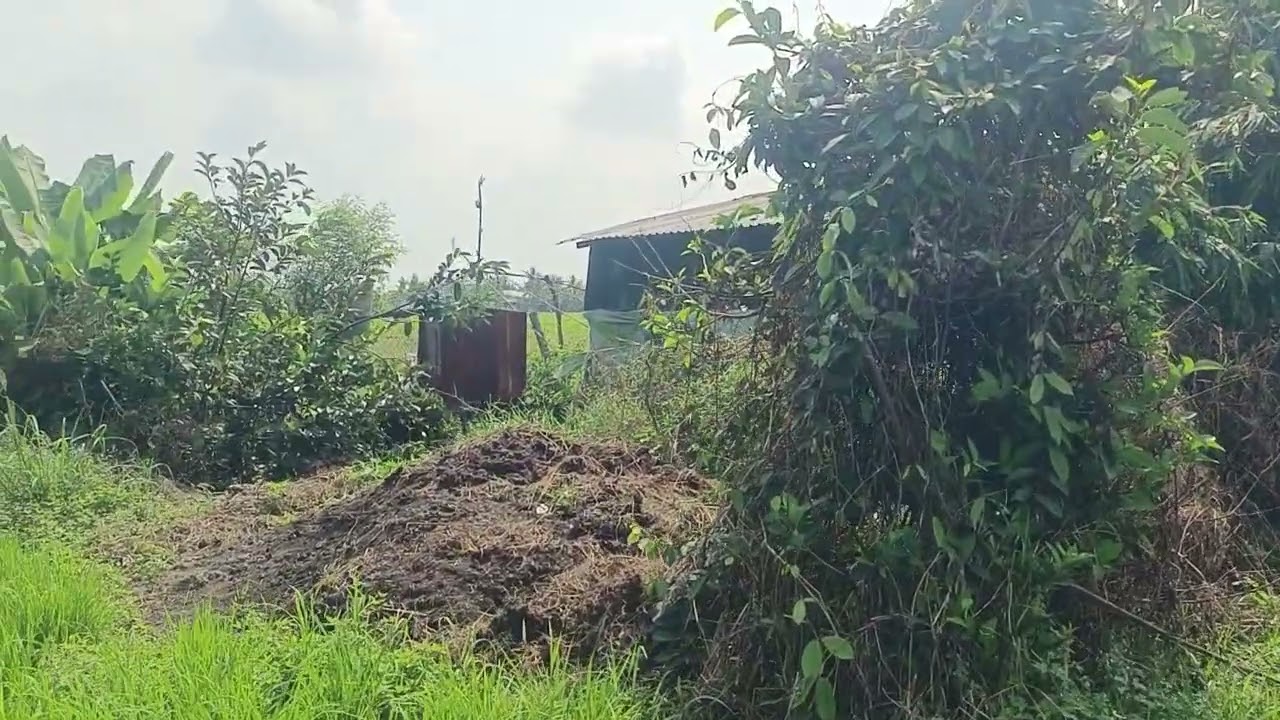 Ms 342 dt 1361mz 300triu TL wieu cánh đồng lúa mát mẻ Sài Gòn 50km lh 0963915348