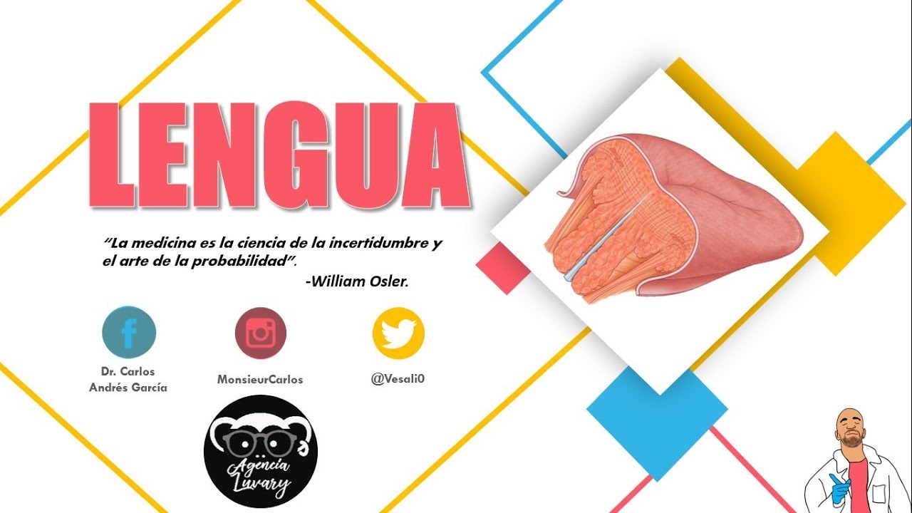 Anatomía - Lengua (Caras, Bordes, Músculos, Vasos y Nervios)