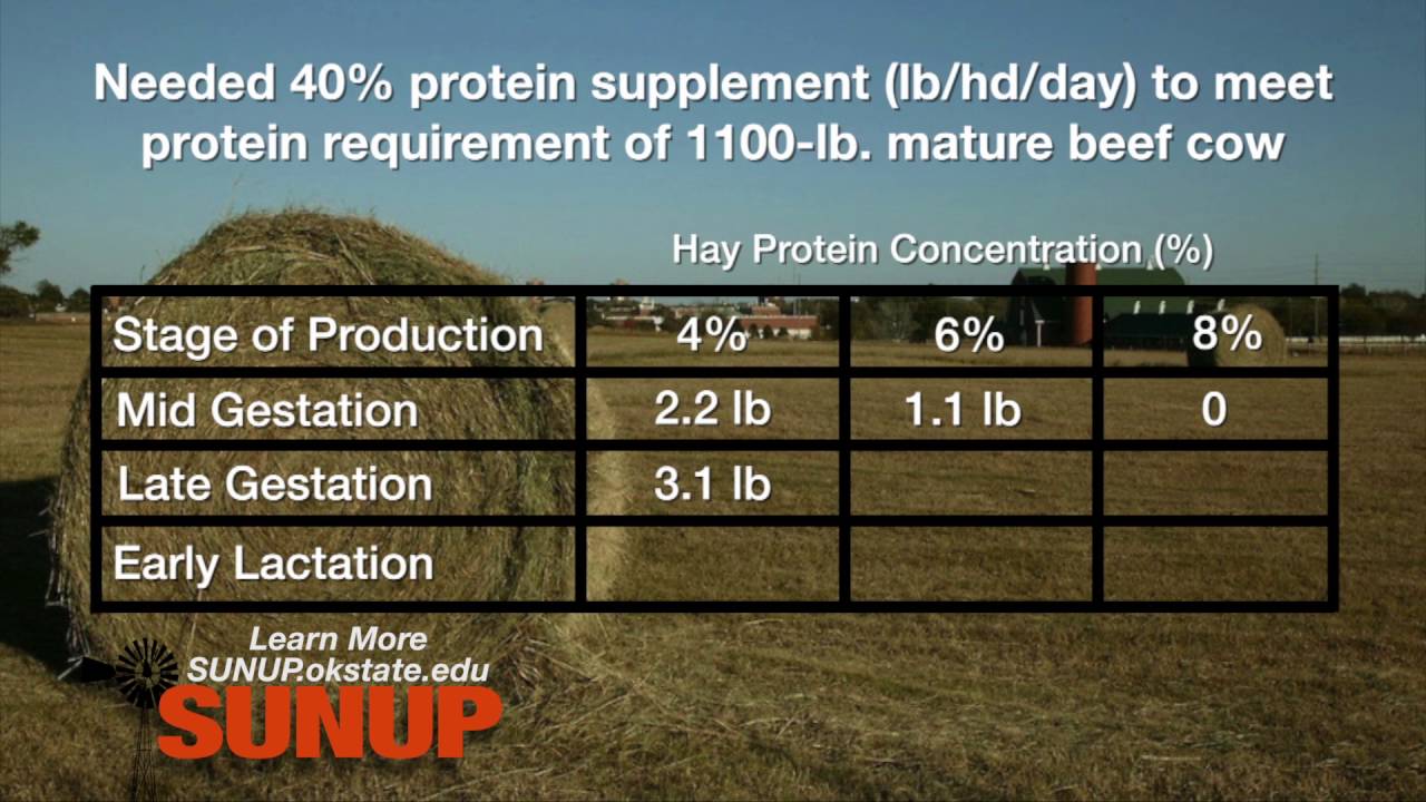 Cow-Calf Corner: How Much Protein Supplement is Needed with Hay?   (10/22/16)