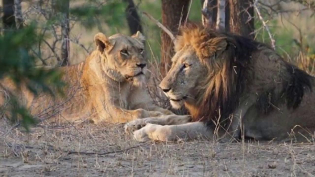 Legendary Hairybelly Matimba King Still Going Strong