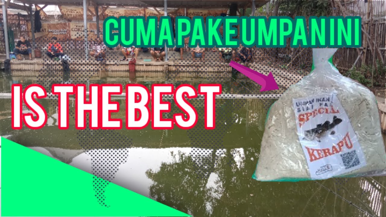 Untuk para pemula ini umpan buat paketan gacor...kalo kalian yakin bisa coba. Saya sering pake👍