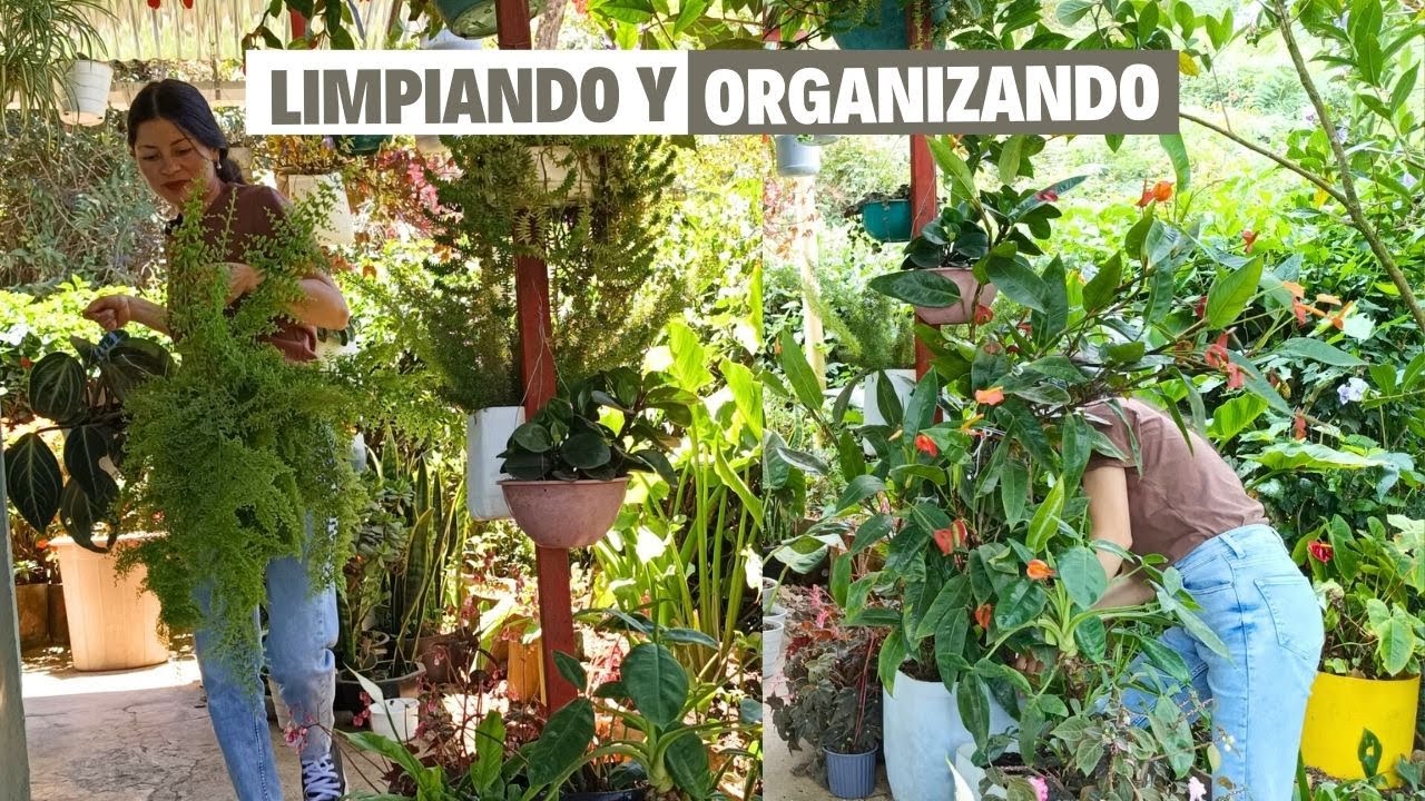 Limpiando, trasplantando y organizando mis plantas de interior | Jardín Diaz