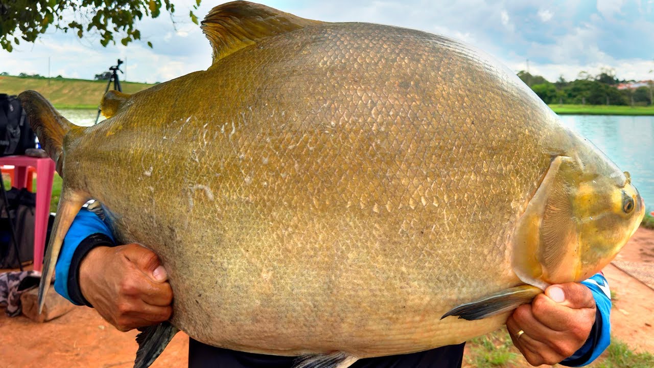 PESCARIA MAIS INSANA DA MINHA VIDA, 32KG DE TAMBACU EM UM SISTEMA INUSITADO!