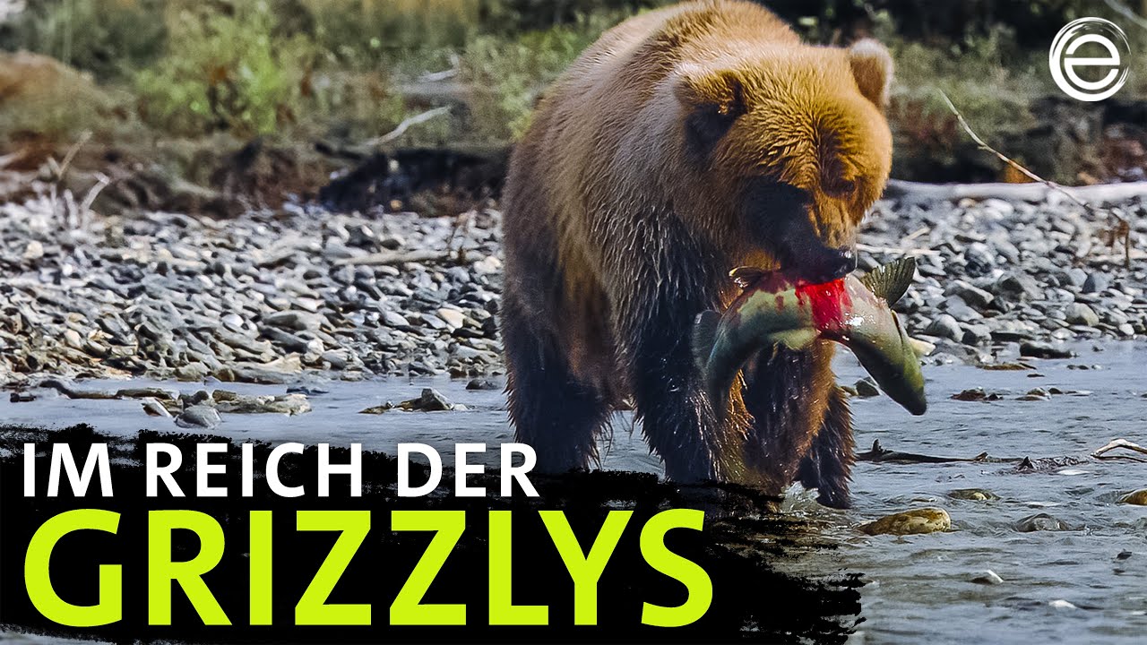 B&auml;ren auf Lachsjagd | Erlebnis Erde