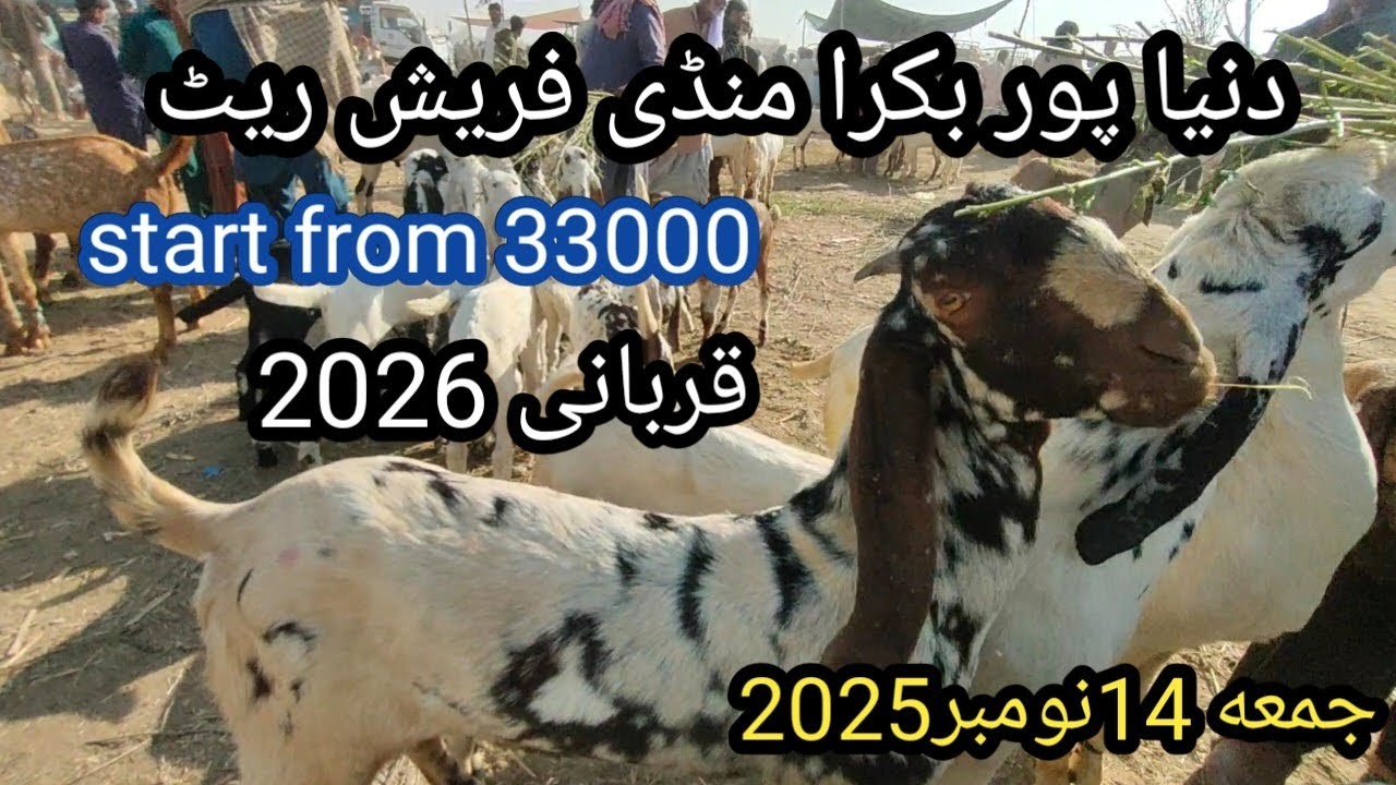 Duniyapur Bakra mandi fresh rate,14/11/2025, دنیا پور بکرا منڈی فریش ریٹ 